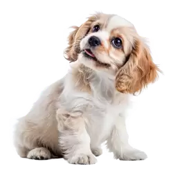 Imagen PNG para descargar